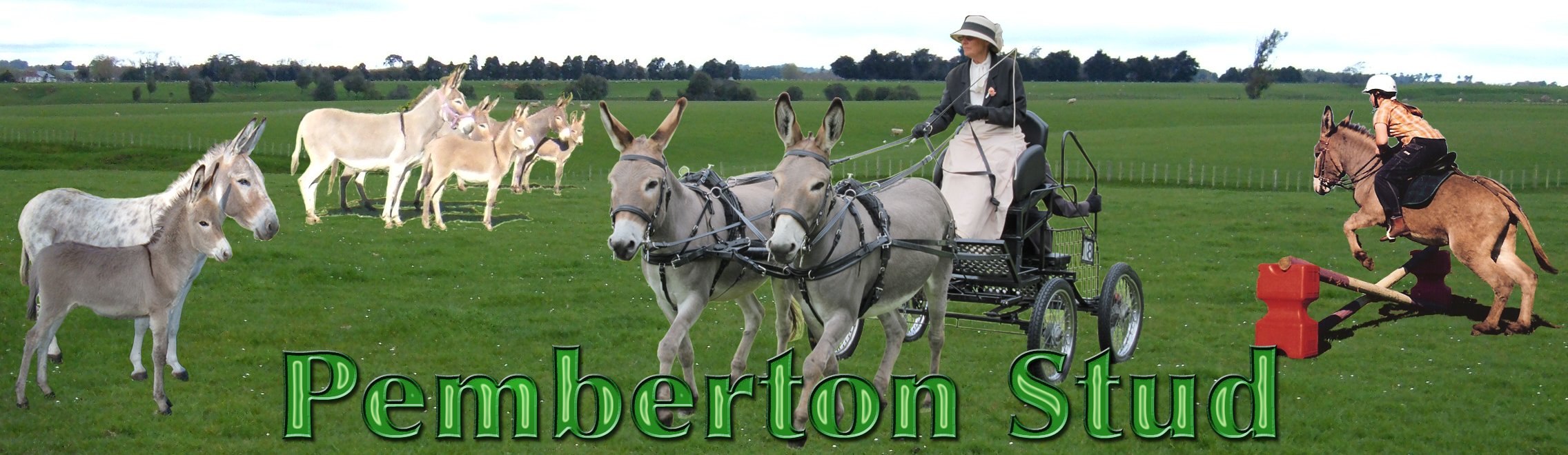 from left Pemberton Mimi and P Figero, group of jennies and foals, Andrea driving Angelotti. Right Australian Teamster jumping is Blithe Moon Cloncurry, the father of Blithe Moon Chad. home page photo