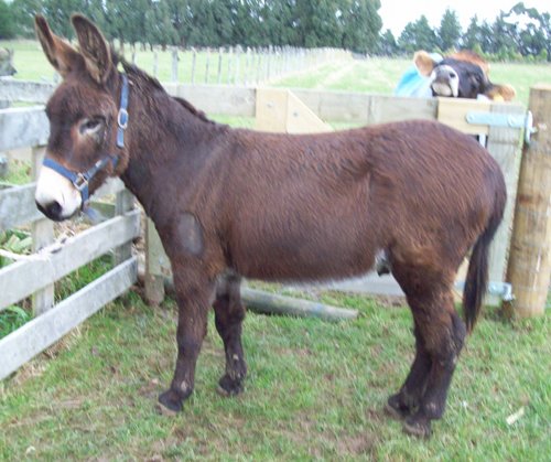 Cocoa