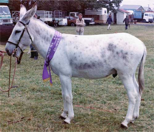 Grey Boy Hector's sire