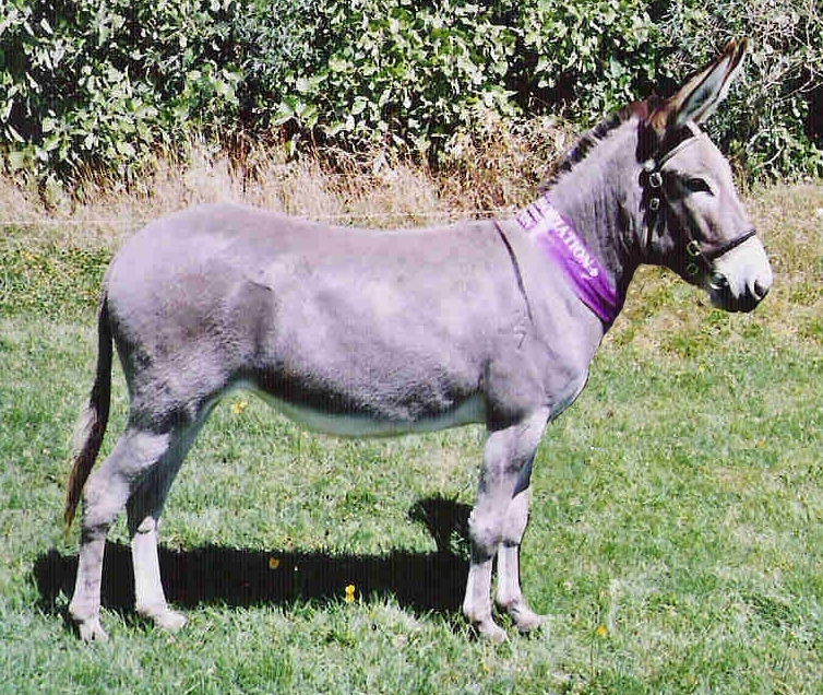 Pemberton Violetta Pemberton Violetta
